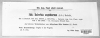 Scirrhia aspidiorum image